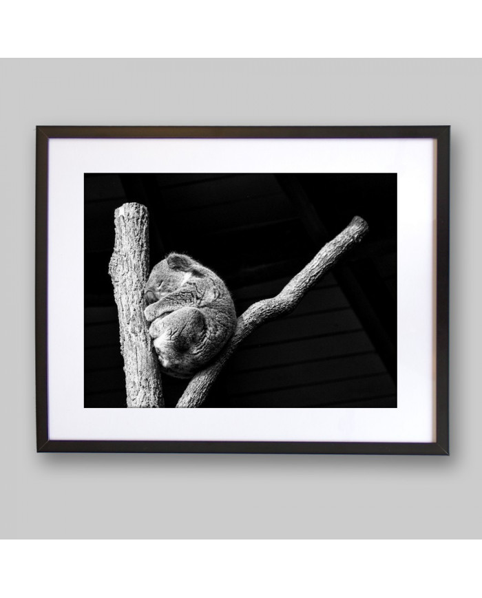 Koala, Queensland, Australia