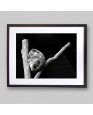 Koala, Queensland, Australia