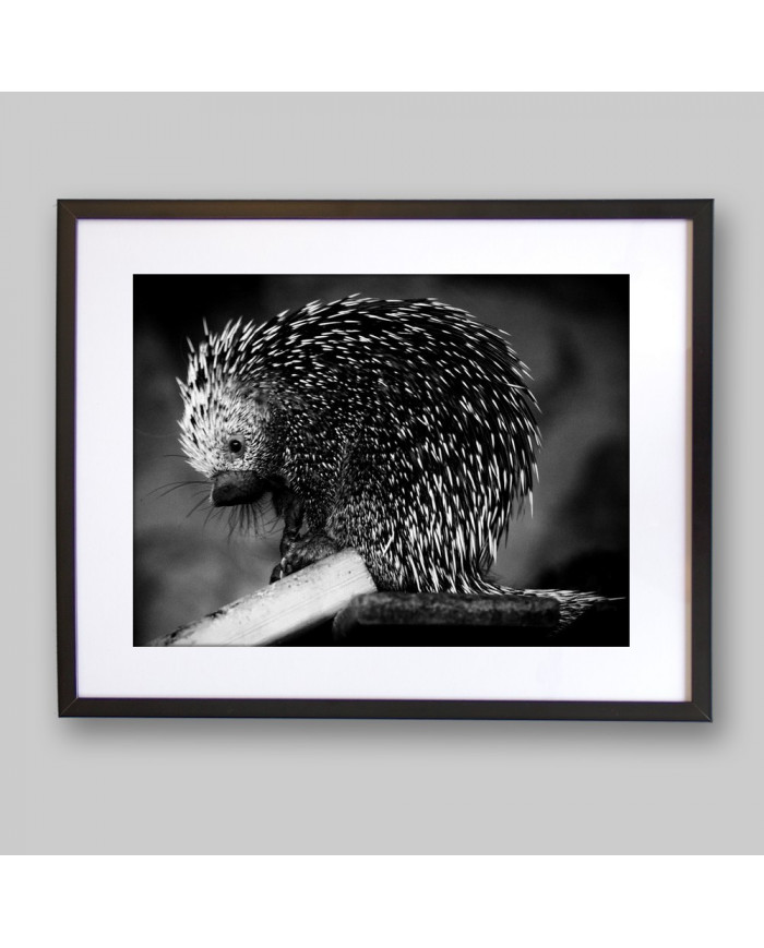 Puercoespín, Alaska, USA