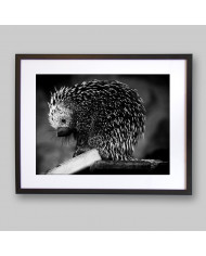 Puercoespín, Alaska, USA