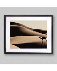 Camello en las dunas del desierto del Sahara