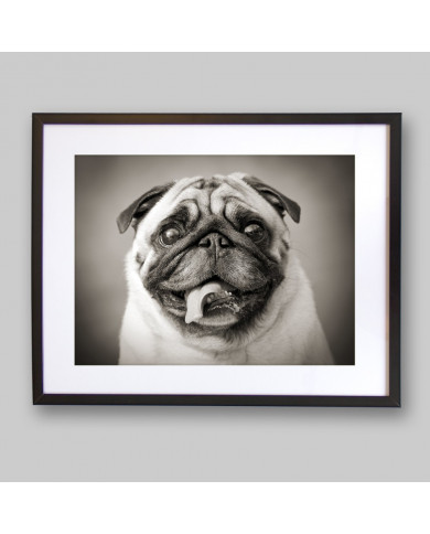 Cachorro Pug Cachorro Pug