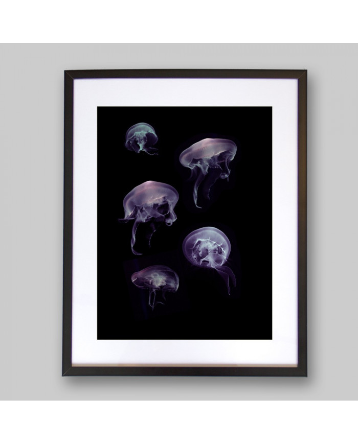 Composición de 5 medusas del Mediterráneo