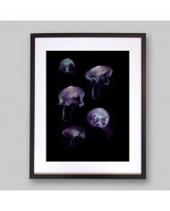 Composición de 5 medusas del Mediterráneo