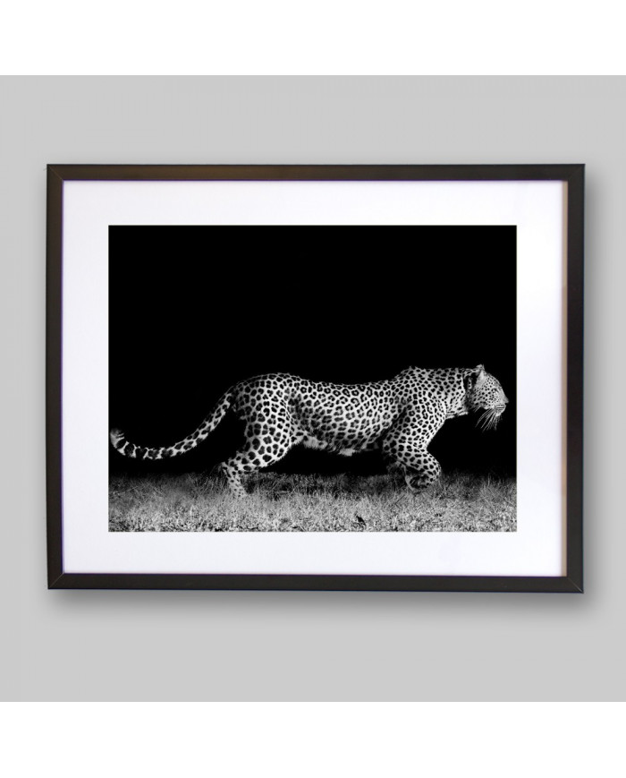 Leopardo al acecho, Parque Nacional Kruger, Sudáfrica