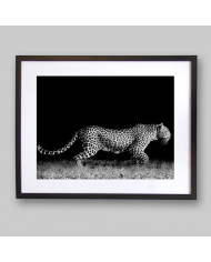 Leopardo al acecho, Parque Nacional Kruger, Sudáfrica