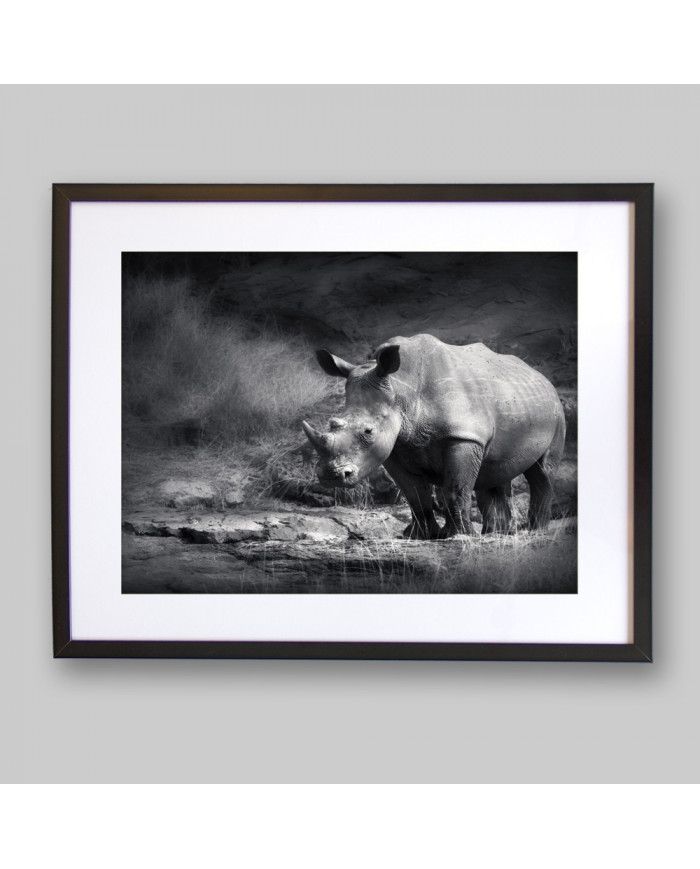 Rinoceronte blanco, Parque Nacional Garamba, Congo