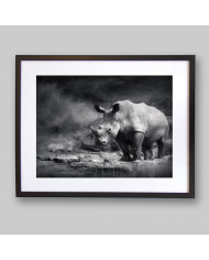 Rinoceronte blanco, Parque Nacional Garamba, Congo