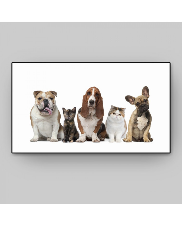 Los mejores amigos del hombre