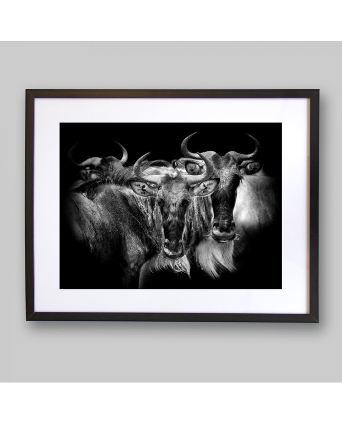 Antílopes,  Parque Nacional Serengueti, Tanzania