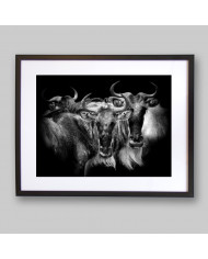 Antílopes,  Parque Nacional Serengueti, Tanzania