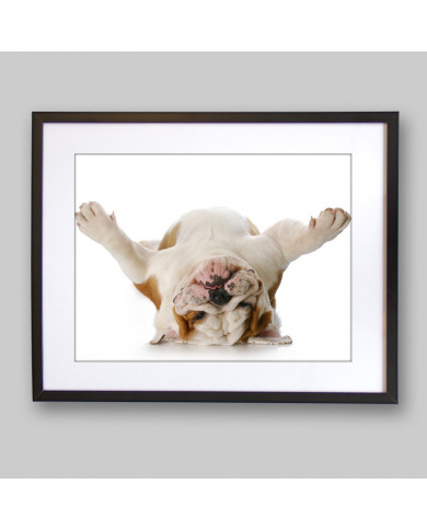 Bulldog del revés Bulldog del revés