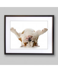 Bulldog del revés