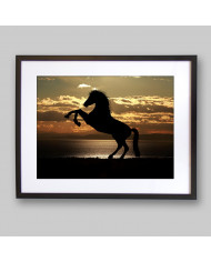 Caballo en la playa al atardecer