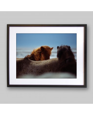 Caballos salvajes, Alaska