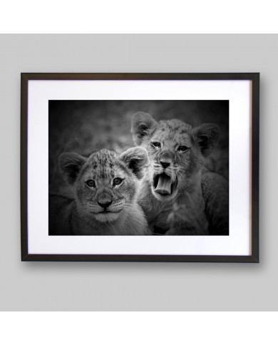 Lion Cubs, Serengeti National Park, Tanzania
