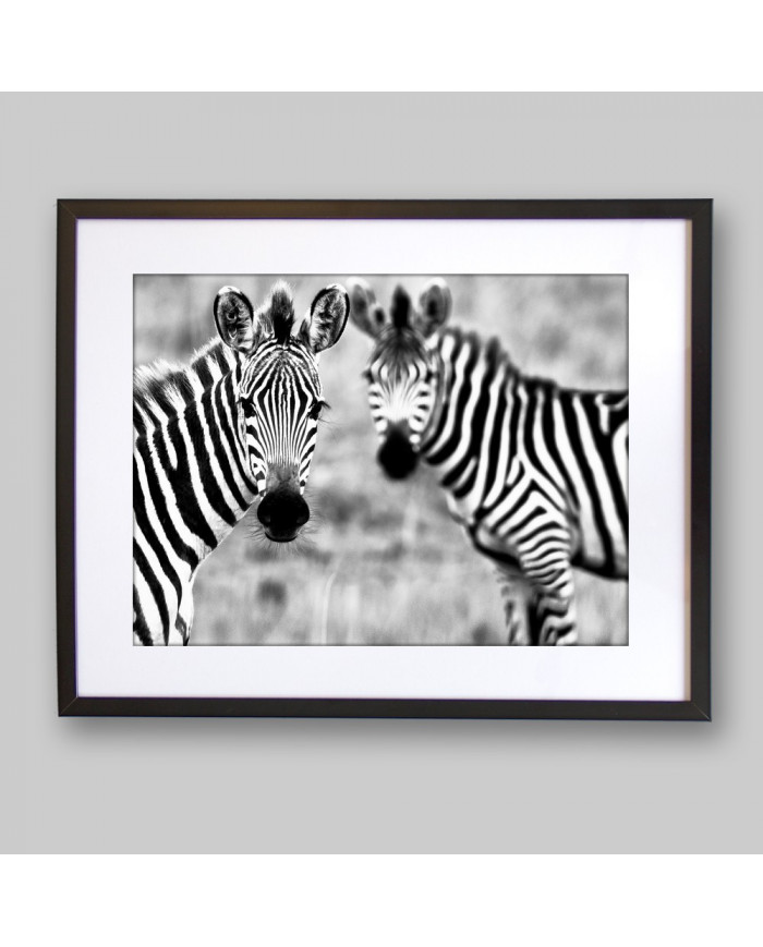 Cebras, Parque Nacional Kruger, SudÁfrica