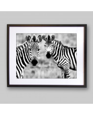 Cebras, Parque Nacional Kruger, SudÁfrica