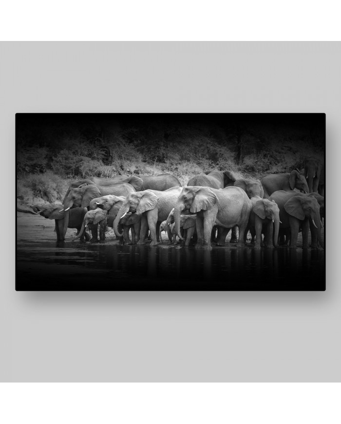 Columna de Elefantes, Parque Nacional Kruger, SudÁfrica