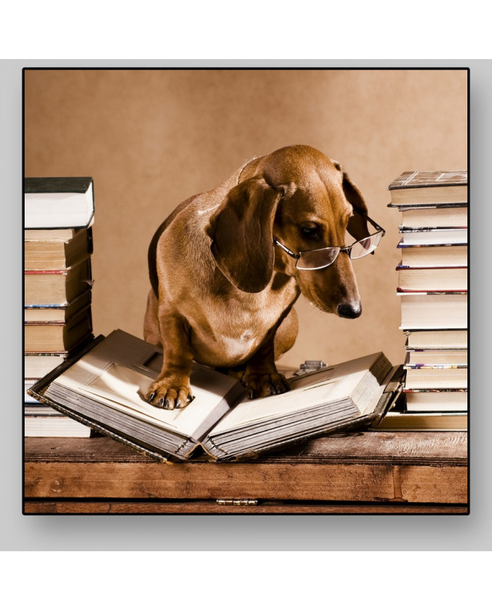 Dachshund - perro salchica  profesor