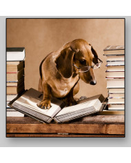 Dachshund - perro salchica  profesor