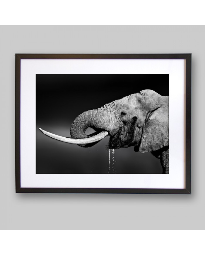 Elefante bebiendo, Parque Nacional Addo, SudÁfrica