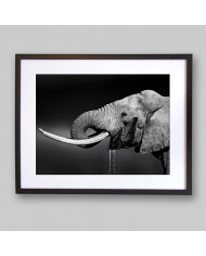 Elefante bebiendo, Parque Nacional Addo, SudÁfrica