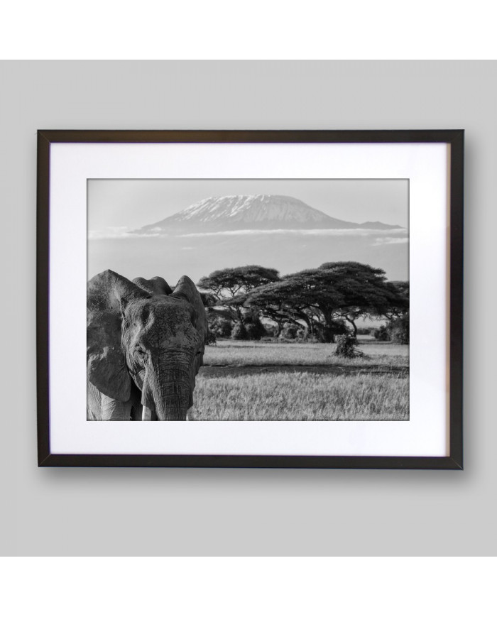 Elefante en el monte del Kilimanjaro, Tanzania