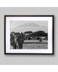 Elefante en el monte del Kilimanjaro, Tanzania