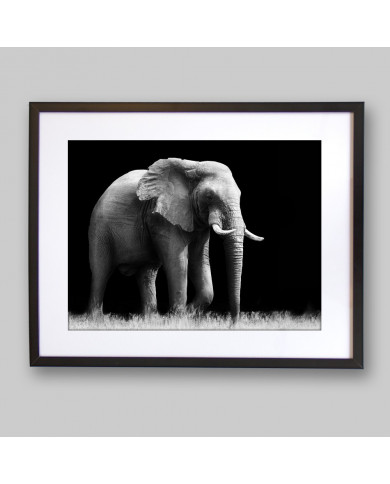 Elefante, Parque Nacional Etosha, Namibia Elefante, Parque Nacional Etosha, Namibia