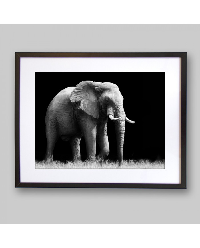 Elefante, Parque Nacional Etosha, Namibia