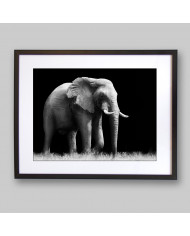 Elefante, Parque Nacional Etosha, Namibia