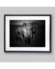 Elefantes, Parque Nacional Masai Mara, Tanzania