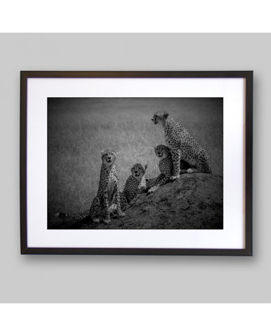Familia de Cheetas, Parque Nacional Masai Mara, Kenia Familia de Cheetas, Parque Nacional Masai Mara, Kenia