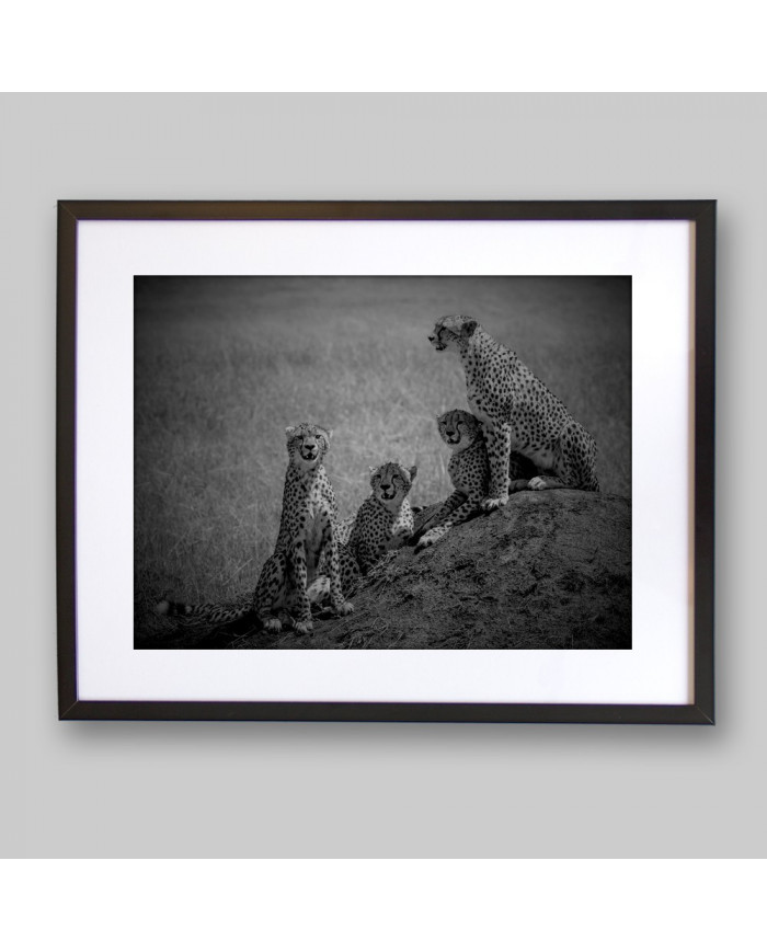 Familia de Cheetas, Parque Nacional Masai Mara, Kenia