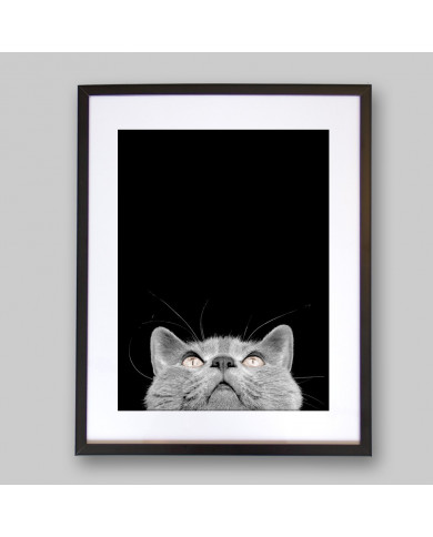 Gato Chartreux Gato Chartreux