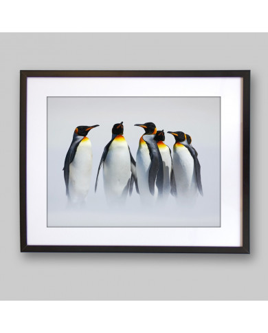 Grupo de pingüinos en la Antártida Grupo de pingüinos en la Antártida