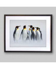 Grupo de pingüinos en la Antártida