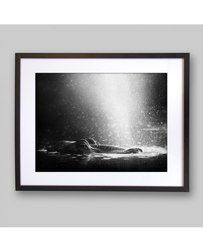 Hipopótamo, Parque Nacional Serengueti, Tanzania