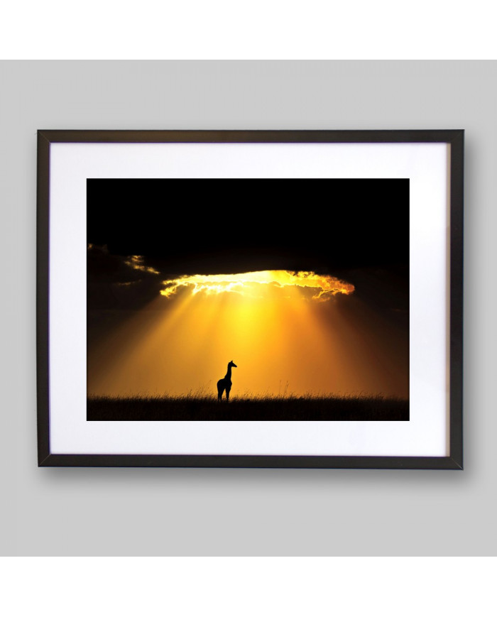 Jirafa al atardecer, Parque Nacional Masai Mara, Tanzania