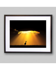 Jirafa al atardecer, Parque Nacional Masai Mara, Tanzania