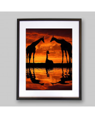 Jirafas al amanecer, Parque Nacional Masai Mara, Tanzania