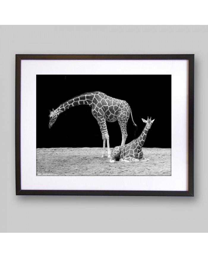 Jirafas Parque Nacional Masai Mara, Kenia