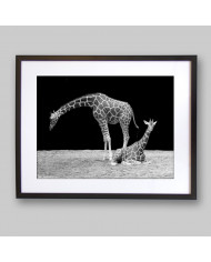 Jirafas Parque Nacional Masai Mara, Kenia