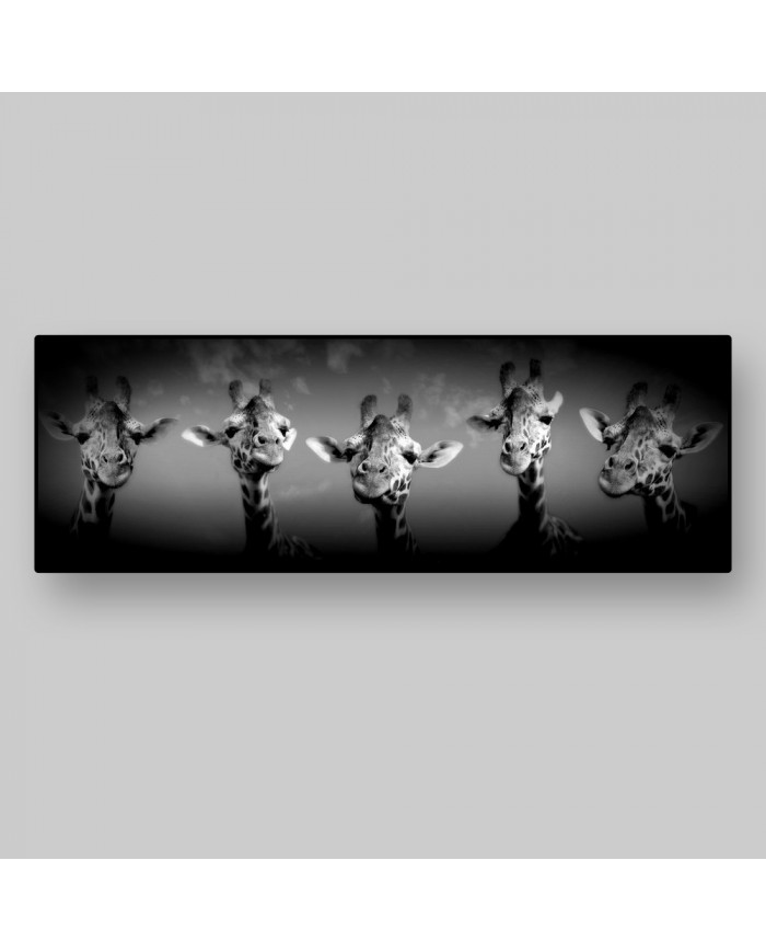 Jirafas,  Nairobi, Kenia