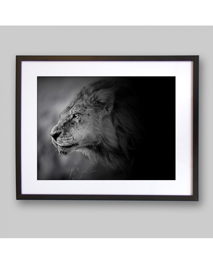 León al acecho, Parque Nacional Masai Mara, Kenia