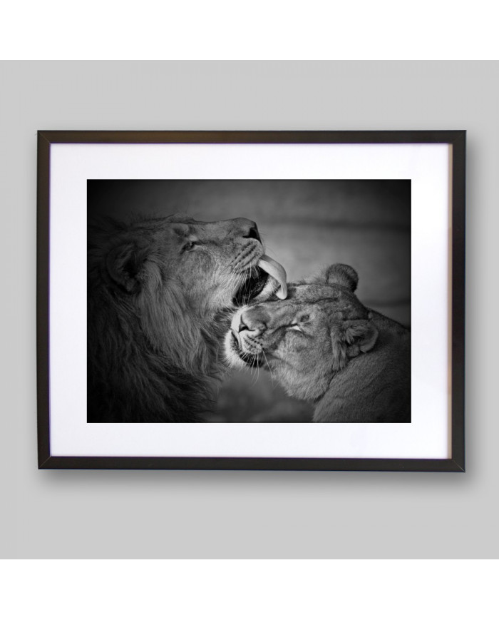 León con su cría,  Parque Nacional Addo, SudÁfrica