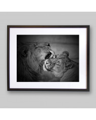 León con su cría,  Parque Nacional Addo, SudÁfrica