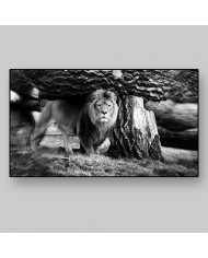 León en el Parque Nacional Etosha, Namibia