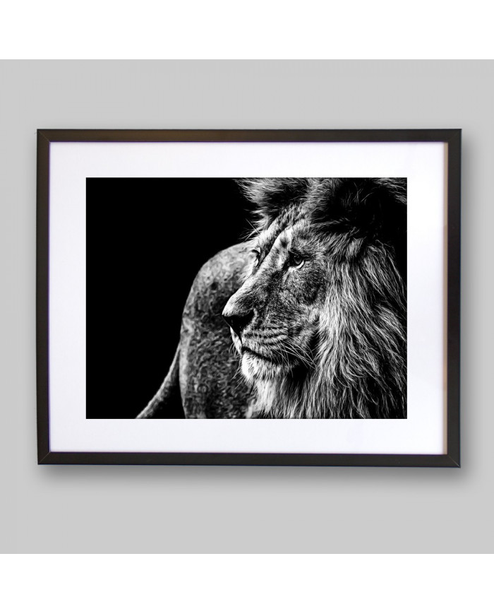 León, Parque Nacional Kruger, SudÁfrica